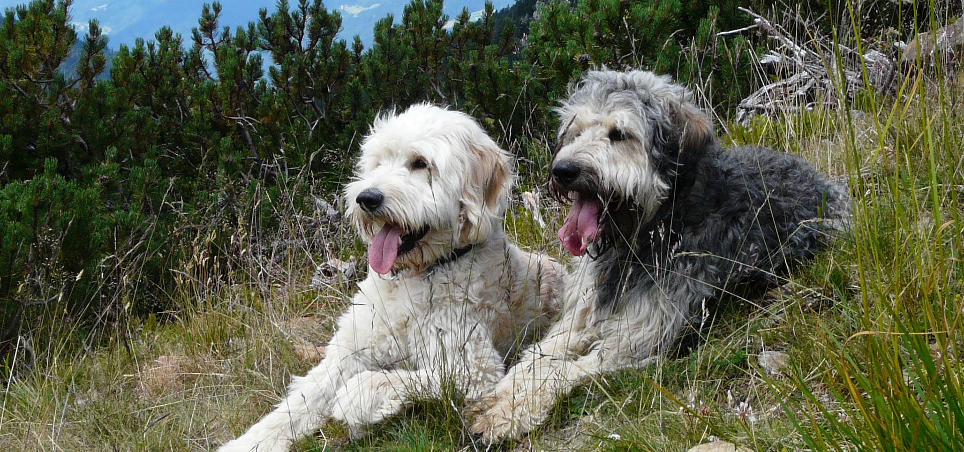 Apartment – Hunde – Urlaub – Kärnten, Das Gailtal nawu_apartments