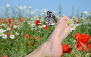 nawu apartments und der Schmetterling